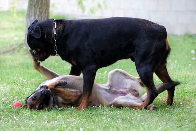 File:Belgian Malinois vs Rottweiler.jpg