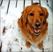 Golden-retriever
