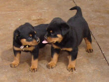 Babbys