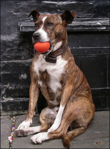 Brown-white2 dog
