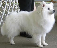 File:American Eskimo.jpg