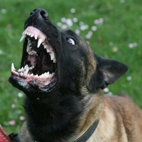File:Belgian Malinois Barking.jpg