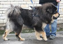 Tib Mastiff