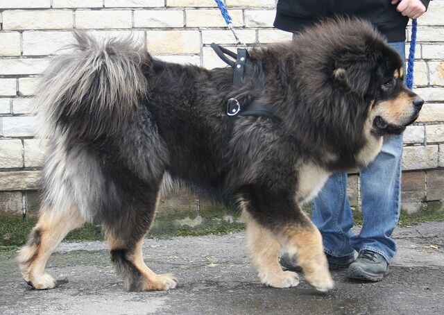 File:Tib Mastiff.jpg