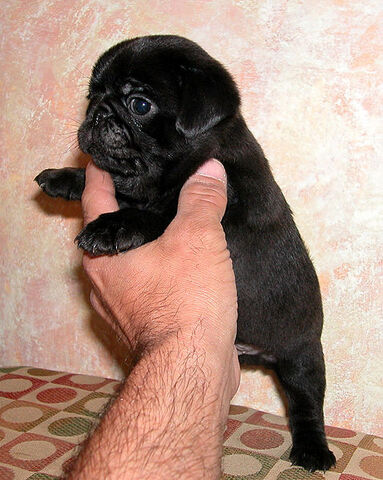 File:A black pug puppy - puglet.jpg