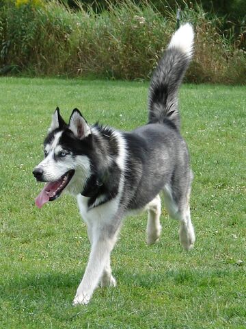File:Alaskan husky.jpg