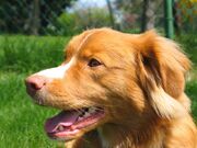 Nova Scotia Duck Tolling Retriever portrait