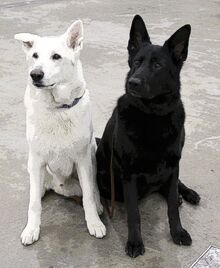 White-and-black-german-shepherd-dogs-pe1 zpsfaf999b2