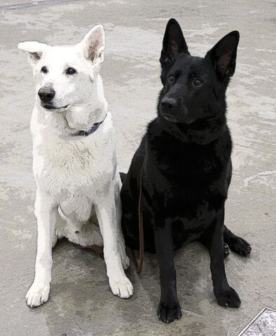 File:White-and-black-german-shepherd-dogs-pe1 zpsfaf999b2.jpg
