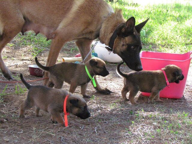 File:Belgian Malinois - Adult and Puppies.jpg