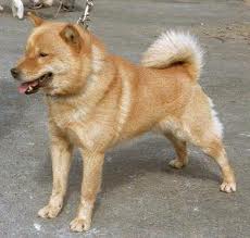 File:Ainu.jpg
