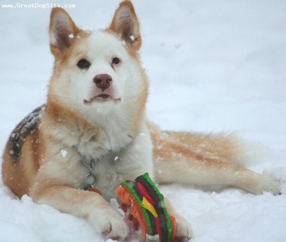 File:Labrador husky.jpg