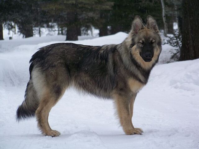 File:American Alsatian.jpg
