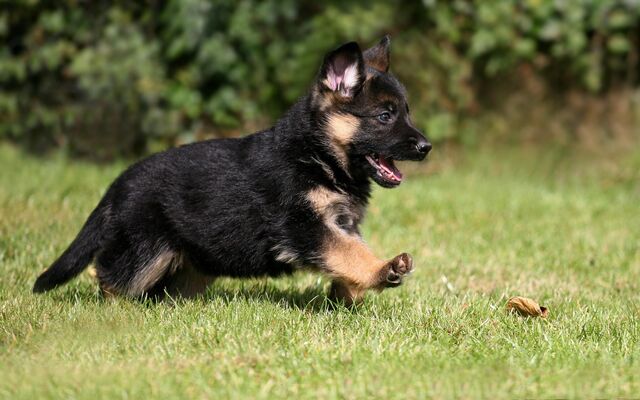 File:German-shepherd-11.jpg