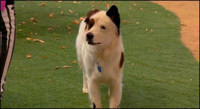 File:Dogthtffr65ri.jpg