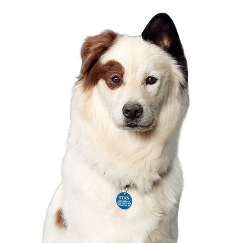 File:StanDog.png