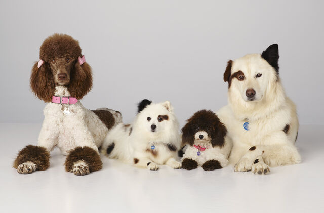 File:Dogwithablog puppies 2.jpg