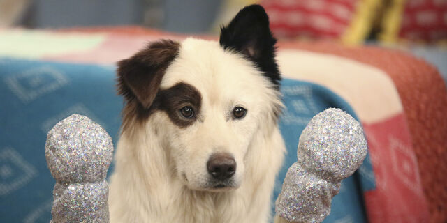 File:O-DOG-WITH-A-BLOG-facebook.jpg