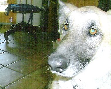 File:Gretch.jpg