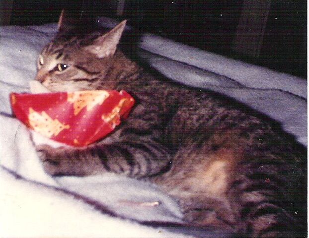 File:Madcat.jpg
