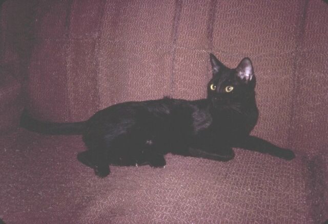 File:Cat,Rasputin.jpg