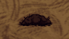 Suspicious Dirt Pile.png