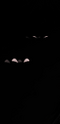 Eyes