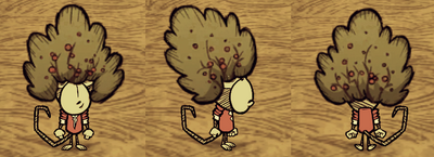Bush Hat Wilbur