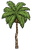 Palm Tree