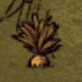 Naturally growing Carrot.jpg