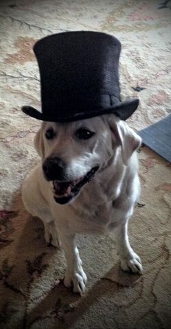 File:Isis top hat.jpg