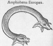 Amphisbaena Europaea.jpg