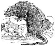Iguanodon 1883.jpg