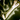 Icon eldest dragonbone