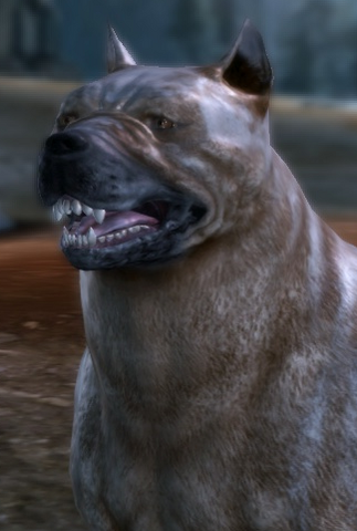 Fichier:Chien.png