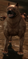 Mabari Lothering.png