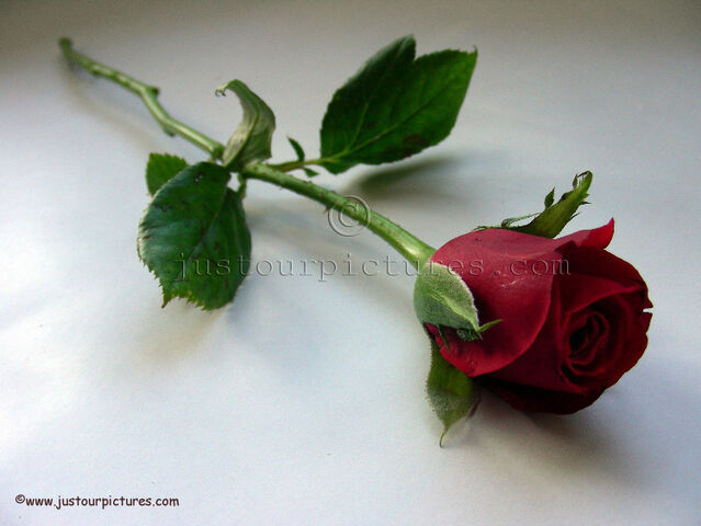 File:Red-rose-bud-on-stem.jpg