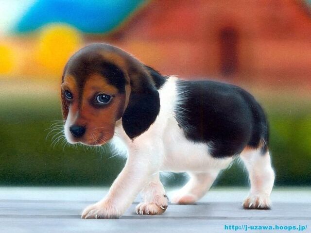 File:Beagle by ninaandbeagle-d4vvx4u.jpg