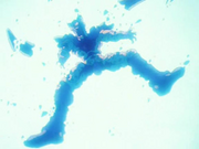 File-CellsDeadGohan