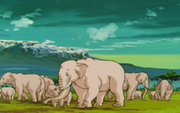 Elephants