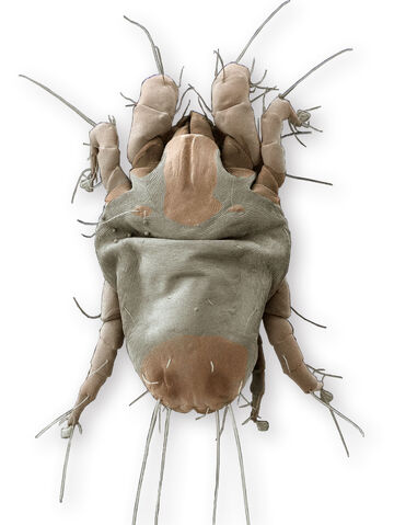 File:Dust Mite.jpg