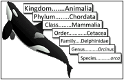 Orca taxonomy