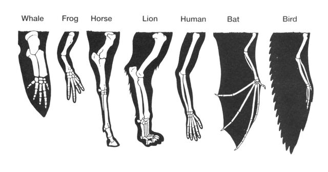 File:Homology.jpg