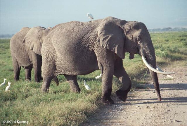 File:Elephants-birds.6-19.750px.jpg