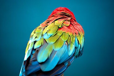 800px-Colored Feathers (3740308199)