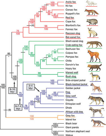 File:Canidae.jpg