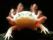 Mexican-axolotl 780 600x450