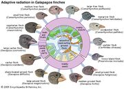 Finches