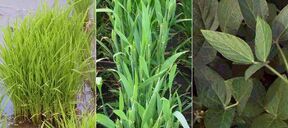 10 C3-plants