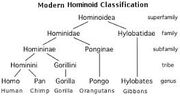 Hominodoa chart